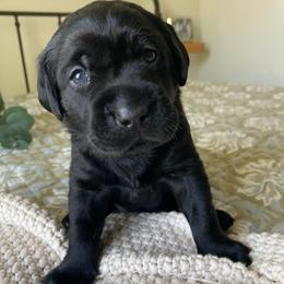 Ms. Pink - Black female Labrador Retriever puppy in New Hanover, New Jersey from Misty Labs