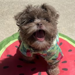 Shih Tzus from Lavender Blue Exotic Crew