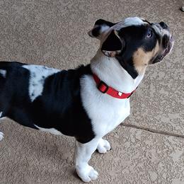 Bulldog puppies from Velvet's Bulldogs