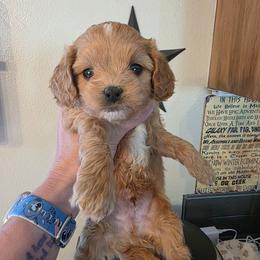 Amiir - Apricot male Cavapoo puppy in Gresham, Oregon from Paisley Cavapoos