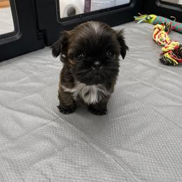 Bear - Brindle male Shih Tzu puppy in York, South Carolina from Brinklee's Babies