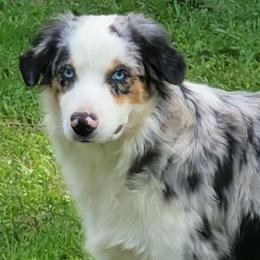 Miniature Australian Shepherd puppies from All Champions Mini Aussies & ABW Great Danes