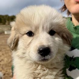 Vern- orange - Badger male Colorado Mountain Dog puppy in Cotopaxi, Colorado from Once Upon A Moose (OUM)