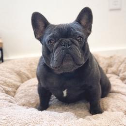 Gimli - French Bulldog