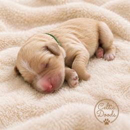 Bartlett - Cream male Goldendoodle puppy in Rocky Point, North Carolina from CelticDoods