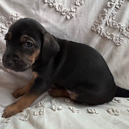 Nola - Black female Catahoula Leopard Dog puppy in Cottonwood, California from Cottonwood Creek Catahoula’s
