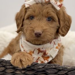 Australian Labradoodle and Labradoodle Puppies from Doodles_Ko