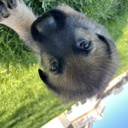 German Shepherd Puppies from Surgenor shepherds!