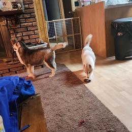 Siberian Husky Puppies from Spirit of the Moon Siberians