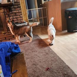 Siberian Husky Puppies from Spirit of the Moon Siberians