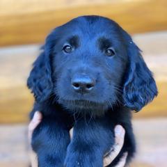 Cloudjumper (blue) - Black male Flat-Coated Retriever puppy in Park Rapids, Minnesota from Catori