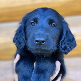 Cloudjumper (blue) - Black male Flat-Coated Retriever puppy in Park Rapids, Minnesota from Catori