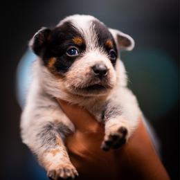 Girl 2 - Blue speckled female Australian Cattle Dog puppy in Amesbury, Massachusetts from Fox Hill Farm & K9