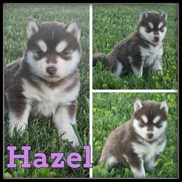 Hazel - Red and white female Siberian Husky puppy in Merrill, Michigan from Haase Family Kennels