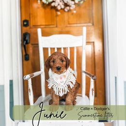Junie - Red  female Goldendoodle puppy in Tacoma, Washington from Peninsula Doodles