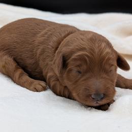 Pink - Red  female Goldendoodle puppy in Midland, North Carolina from Alger Farm, LLC