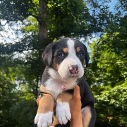 Sandy - Black, white and red female Greater Swiss Mountain Dog puppy in Chester, Illinois from Hilltop Swissys
