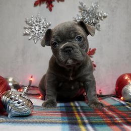 Buttercup - Blue female French Bulldog puppy in Citrus Heights, California from Cali Rooted Bullyz