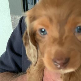 Dachshunds from Dolly's Doxies