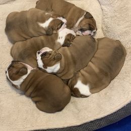 Bulldog Puppies from Kandyland Bulldogs
