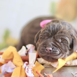Reserved - Chocolate female Labrador Retriever puppy in Williamston, Sc, South Carolina from Dutton Dog Co & Dalla Grazia Doberman