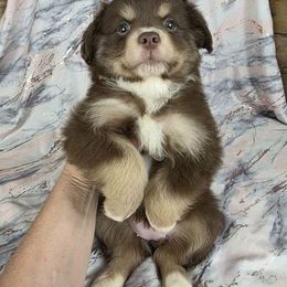 Reva - Red tri female Miniature Australian Shepherd puppy in Citra, Florida from Southpaw Herders LLC