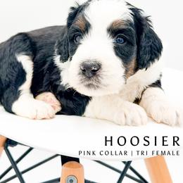 Hoosier - female Australian Mountain Doodle puppy in Tipton, Indiana from Country Creek Doodles
