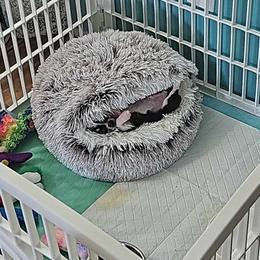 Chihuahua Puppies from Chilove Chihuahuas