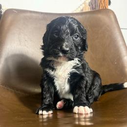Ruby - Black female Bernedoodle puppy in Bellevue, Iowa from Blended Acres & Kennels