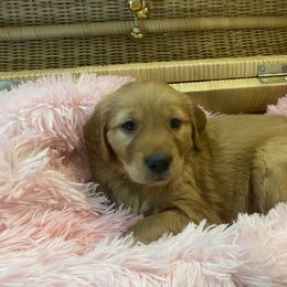 Golden Retriever Puppies from Gold 'N Dust Ranch