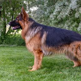 Haus - German Shepherd