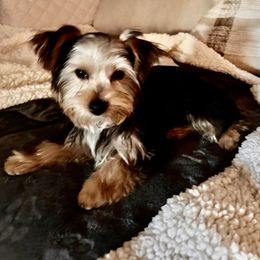 Yorkshire Terrier Puppies from Rumbaugh’s Yorkies