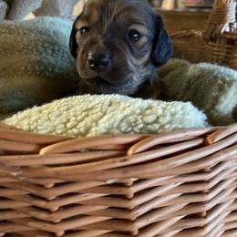 Dachshund Puppies from The Bloomin Dachshund