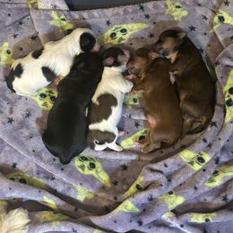 Shih Tzu puppies from Ivy Ozz Pups