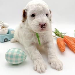 Apollo - Parti male Goldendoodle puppy in Sunman, Indiana from Brunsman Country Doodles LLC