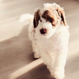 Goldendoodle puppies from Heritage Hills Family Doodles