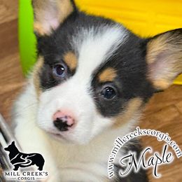 Maple-Black Head Tri Girl with one blue eye - Black and tan female Pembroke Welsh Corgi puppy in Taylorsville, North Carolina from Mill Creek’s Pembroke Welsh Corgis and French Bulldogs
