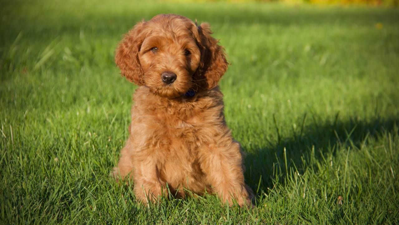 Victoria Creek Australian Labradoodles in Washington Australian