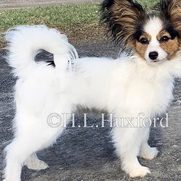 Papillons from Holly Huxford