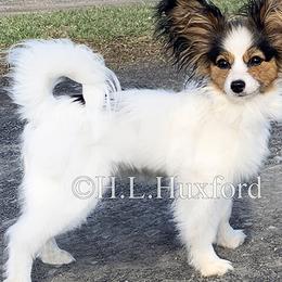 Papillons from Holly Huxford