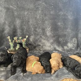 Labradoodle puppies from Reese Labradoodles