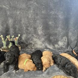Labradoodle puppies from Reese Labradoodles