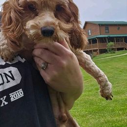 Whiskey - Cockapoo