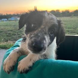 Blackjack - Black and white male Border Collie puppy in Holden, Missouri from Spotted Feather Farm
