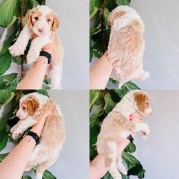 Coast Bright Blue Collar - Fawn and white male Sheepadoodle puppy in Republic, Missouri from DOOD & Co
