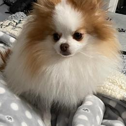 Pomeranians from DK DARLINGS