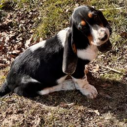 Basset Hound Puppies from Hill Top Basset Hounds & Great Pyrenees