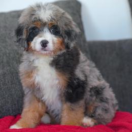 Kia - Merle female Bernedoodle puppy in Dundee, Ohio from Down Home Doodle