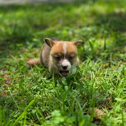 Agustín - Sable and white male American Corgi puppy in Tallahassee, Florida from Koko's Korgis