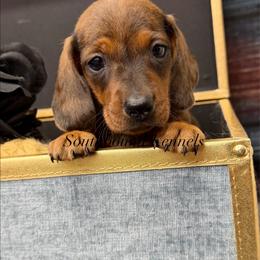 Dreamer - Dapple male Dachshund puppy in Leoma, Tennessee from Southbound Kennel